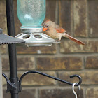 Northern Cardinal