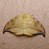 Arched Hooktip Moth