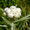 Western Pearly Everlasting