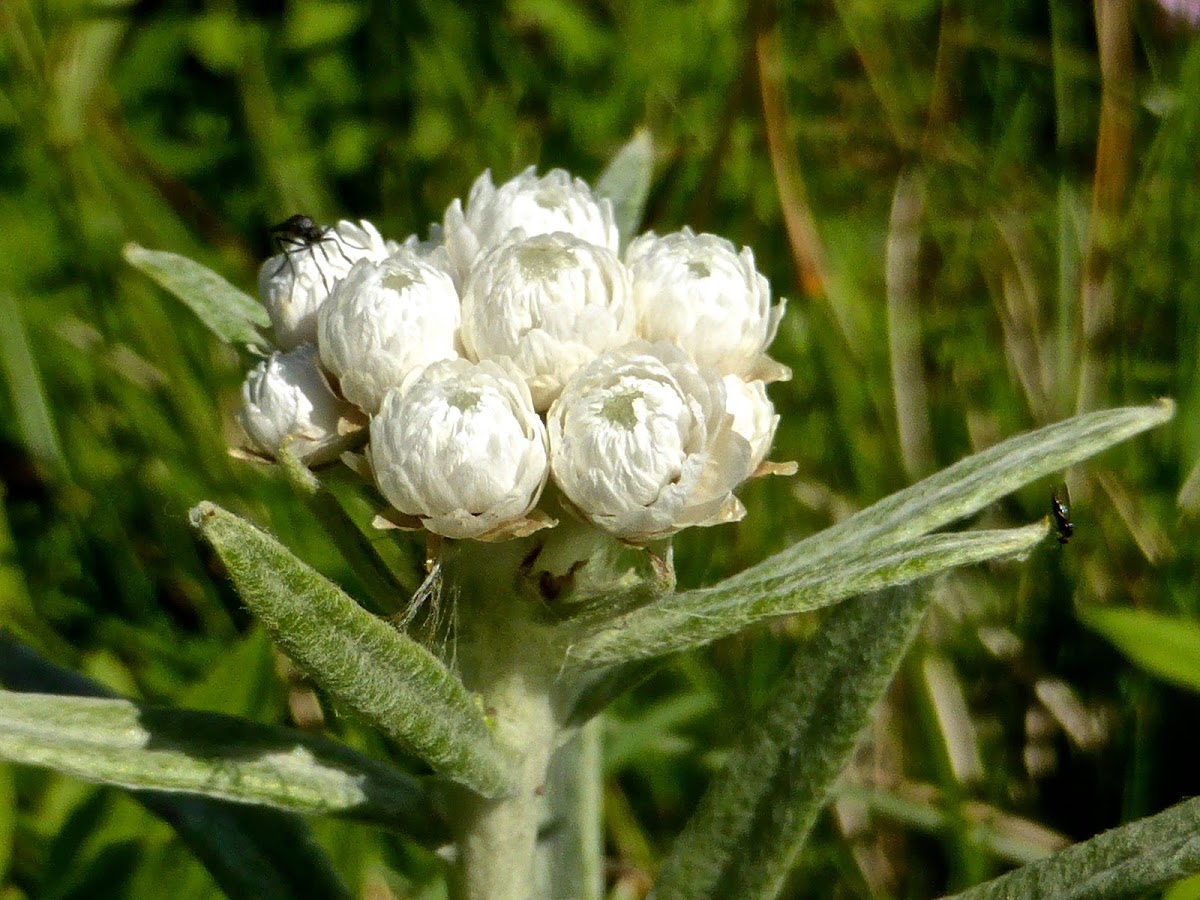 Western Pearly Everlasting