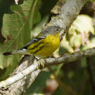 Magnolia Warbler