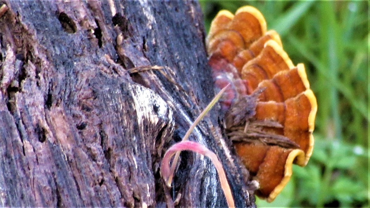 Turkey tail