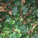 Common Ivy