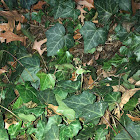 Common Ivy