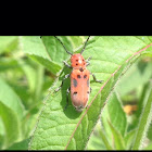 Red Milkweed Beetle