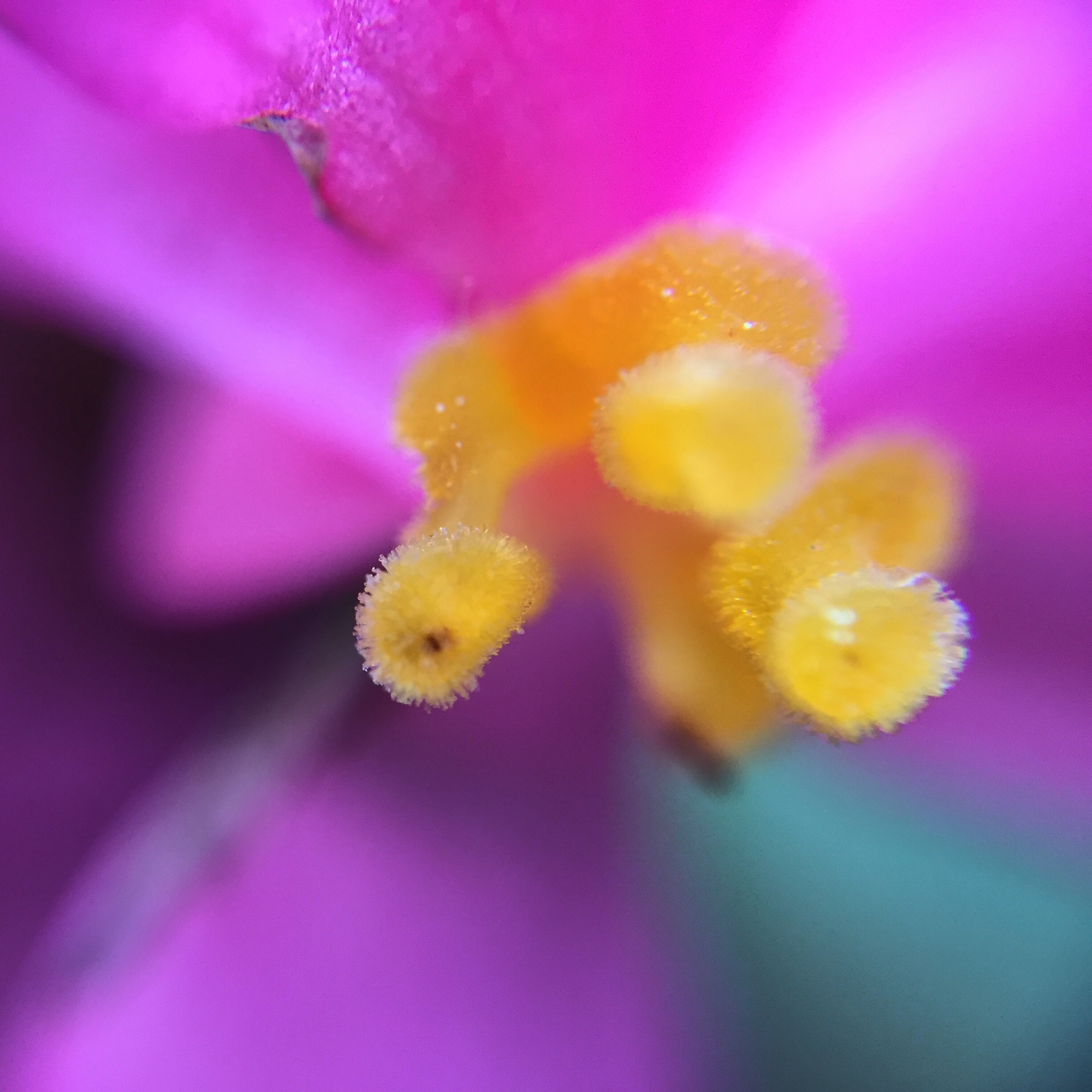 Fiore di Alessandro Bonesso