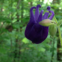 Common Columbine