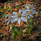 Bloodroot