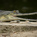 Gharial