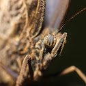 Giant Owl Butterfly