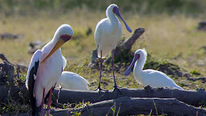 The Okavango: Lifeblood of the Kalahari thumbnail