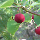 Crabapple