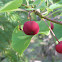 Crabapple