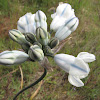 Bicolor tritelia