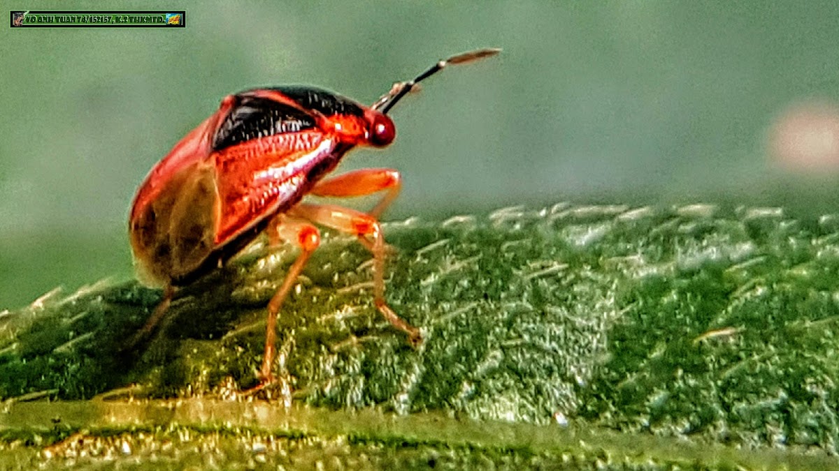 Big-eyed bug