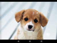 Puppy Wallpaper