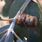 Eucalyptus Stem Gall -female