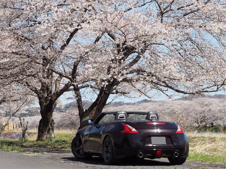 フェアレディZの桜と愛車に関するカスタム事例の投稿画像4枚目