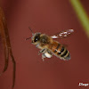 Western Honey Bee