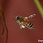 Western Honey Bee