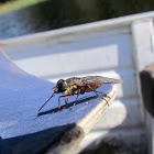 Horse fly