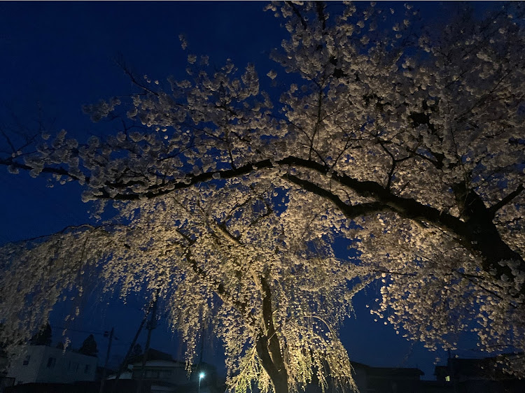 トルネオのお花見に関するカスタム事例の投稿画像6枚目