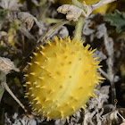 Globe Cucumber