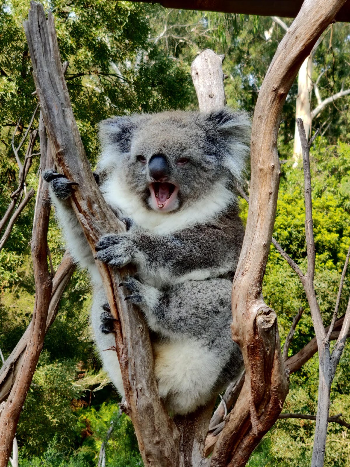 Healesville Sanctuary: