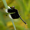 pied paddy skimmer,