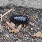 Roly Poly (or Pill Bug)