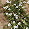 Cliff Sandwort