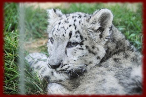 How to download Snow Leopards wallpapers 1.0 unlimited apk for bluestacks