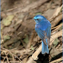 Himalayan Bluetail