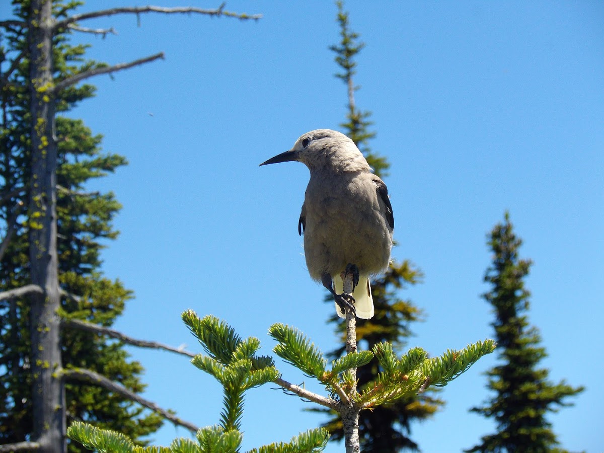 Clark's Nutcracker