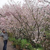 陽明山平菁街橘咖啡