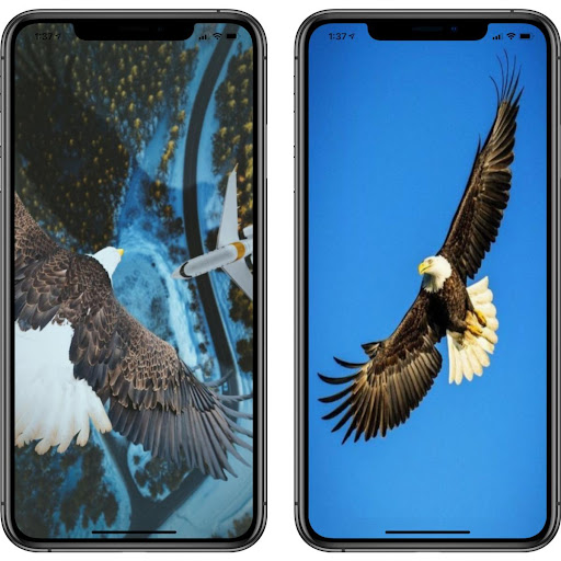 Wallpaper Eagle - Wallpaper HD 4K