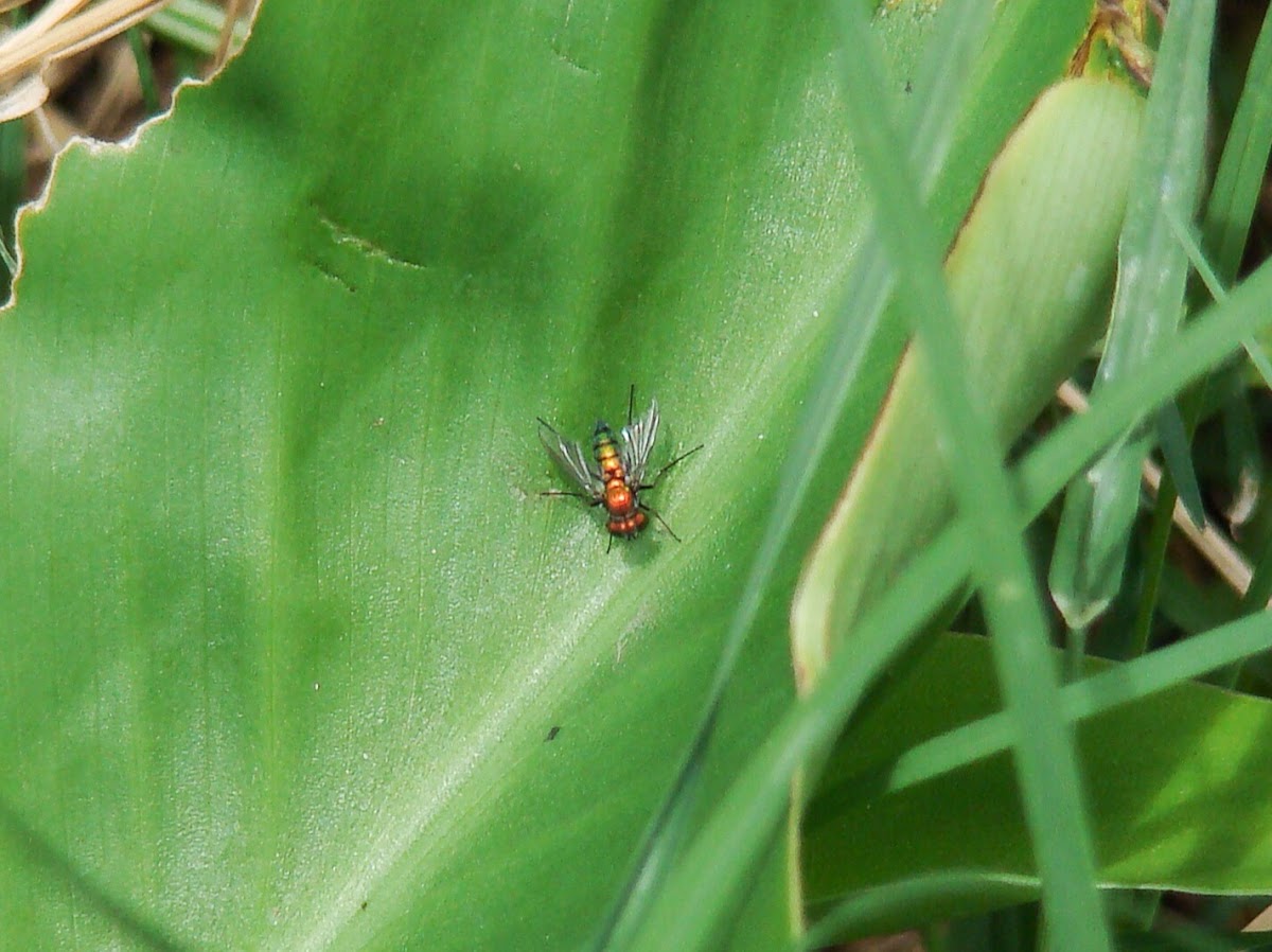 Long Legged Fly