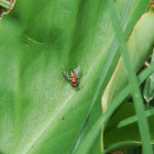 Long Legged Fly