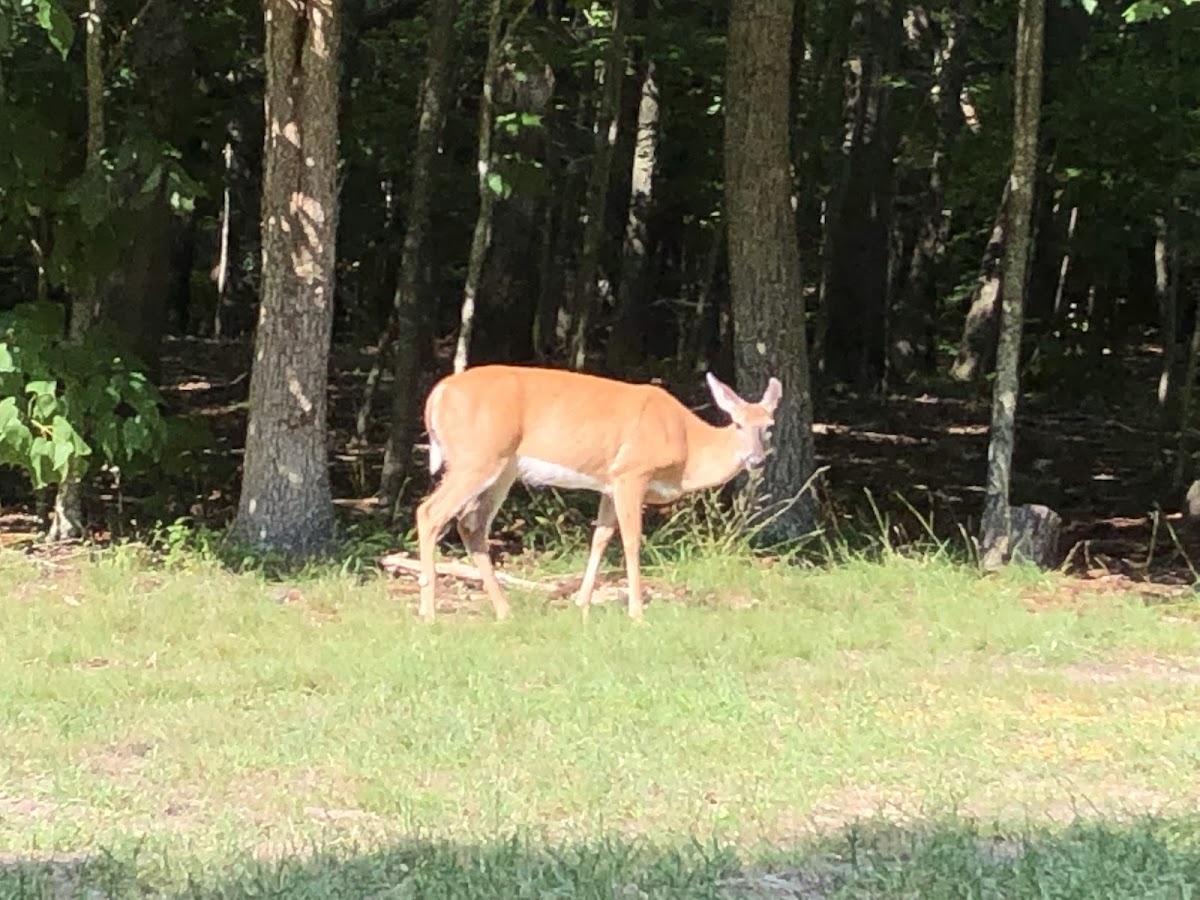 White Tail Deer