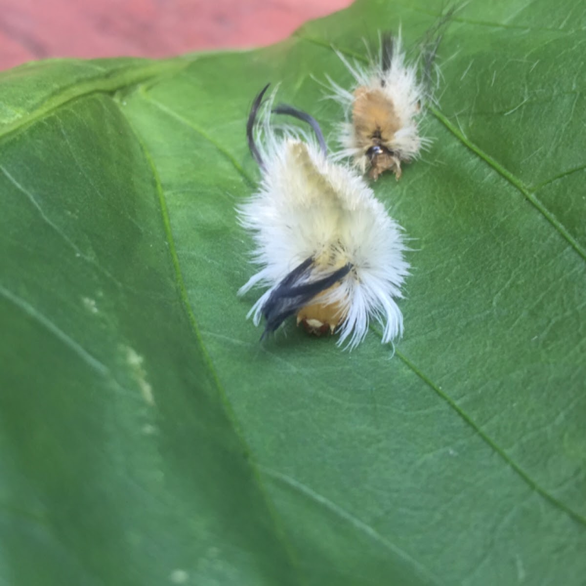 banded tussock moth