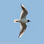 Black-headed Gull; Gaviota Reidora