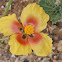 Mountain Horned Poppy