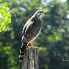 Gray-lined Hawk juvenile