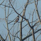 Belted Kingfisher