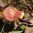 Russula