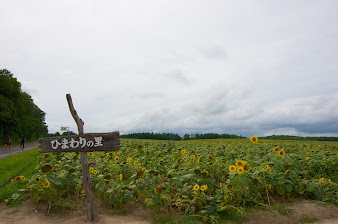 遅咲きひまわりさん