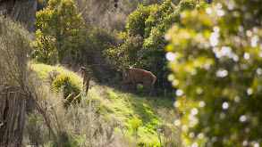 Red Stag Roar thumbnail