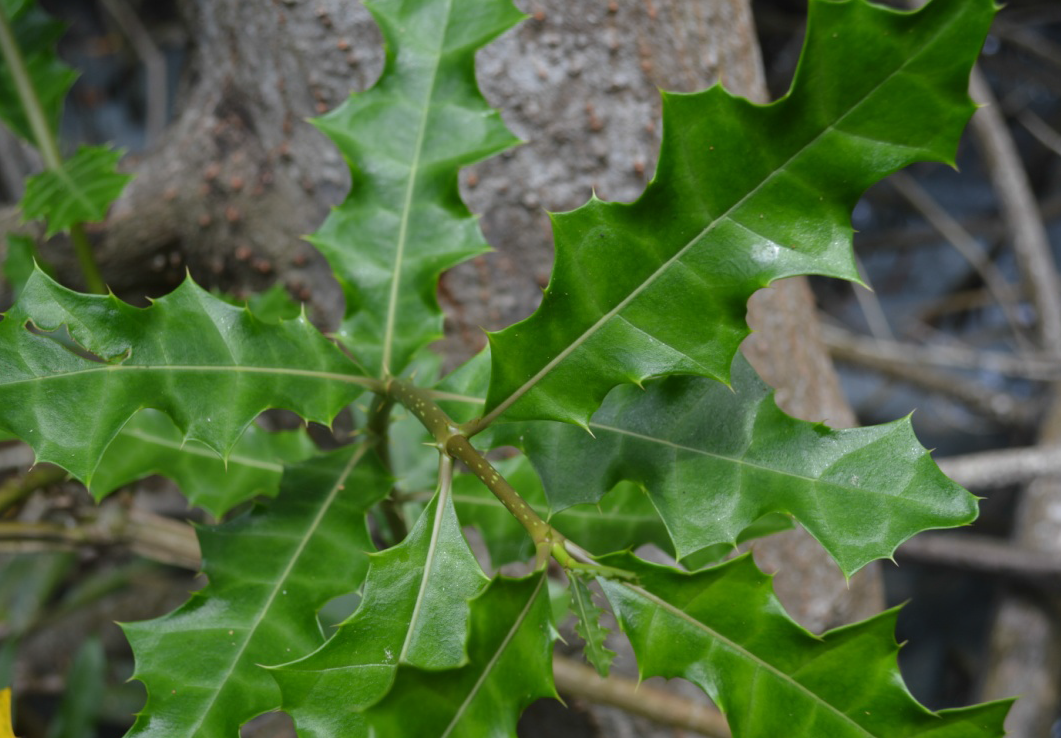 Holly mangrove