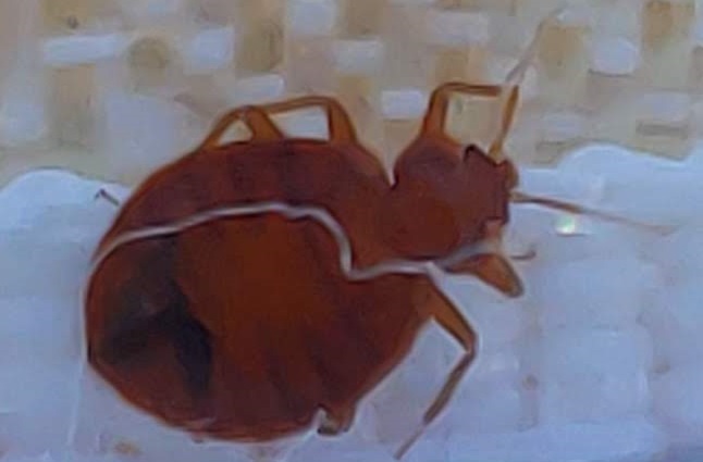 close up of a bed bug