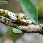 Common Mormon caterpillar